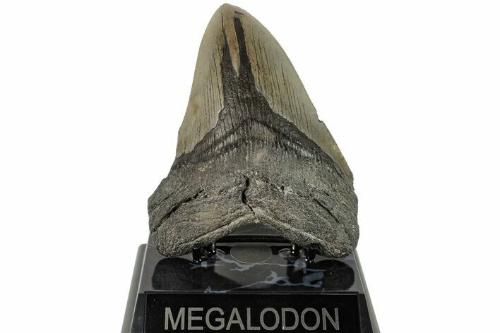 Fossil Megalodon Tooth - South Carolina #204592
